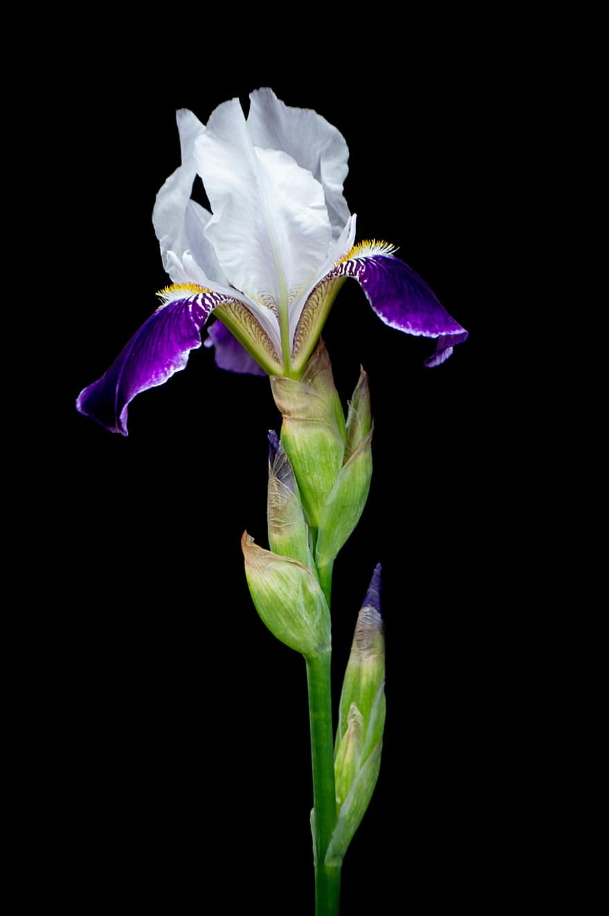 Iris, Flower, Bud, Garden Flowers, Botanical Photography, Flora, Botany, Grass, Background, Iphone Wallpaper, Wallpaper