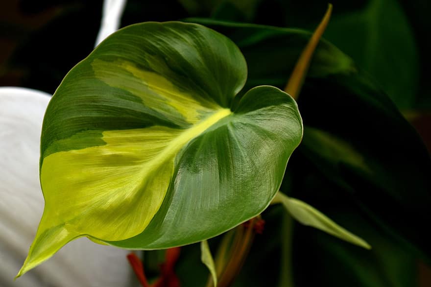 природа, лист, Филодендрон Бразильский, ботаника, листва