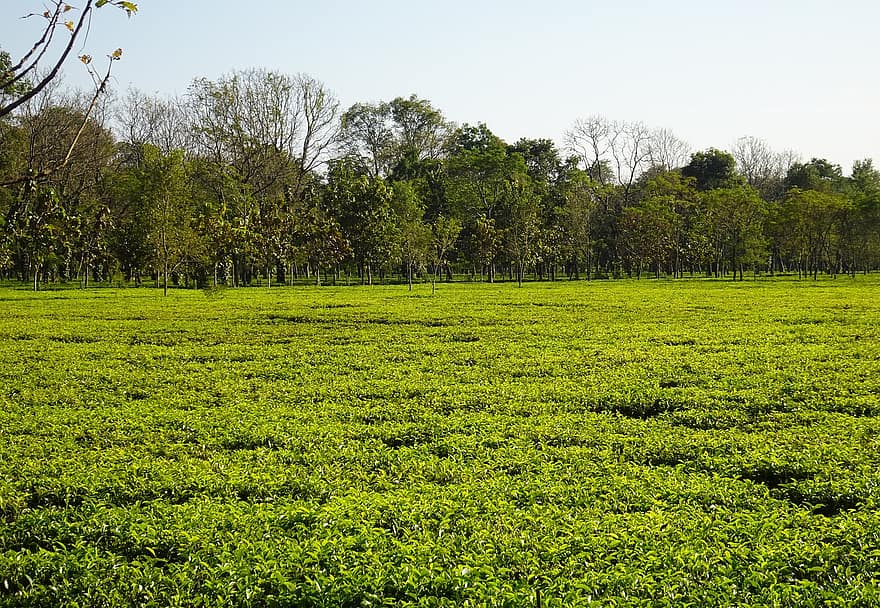 pole, čajová zahrada, scénický, Manas, národní park, krajina, Assamský čaj