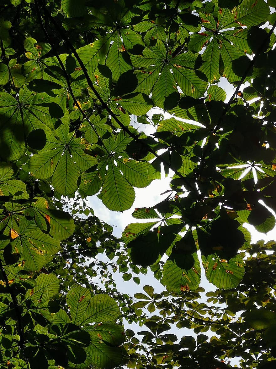 kastanj, löv, träd, sommar, tak, grenar, blad, grön färg, växt, skog, bakgrunder