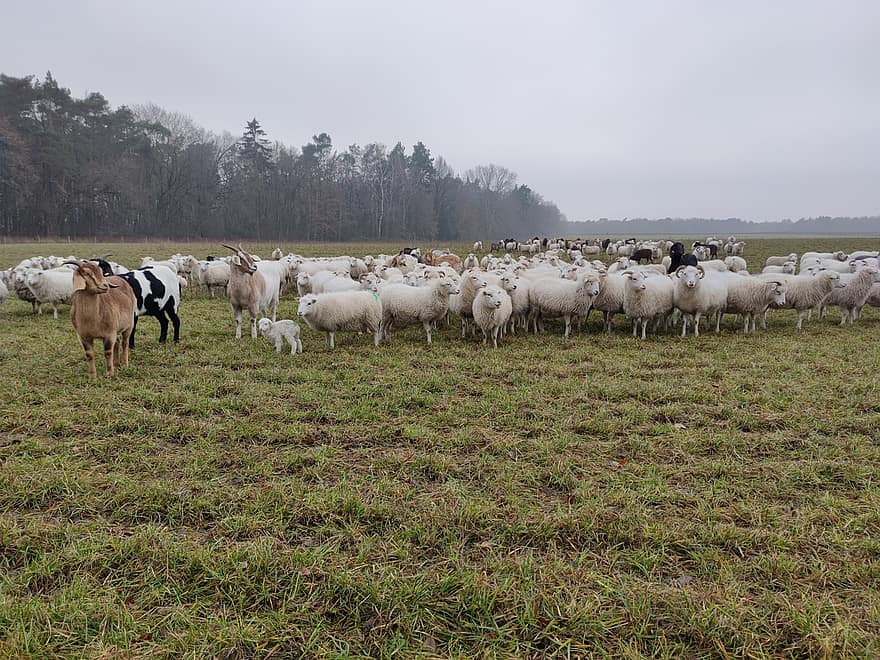 des moutons, agneau, troupeau, animaux, animaux de la ferme, herbe, bétail, la laine, le monde animal, Prairie, champ