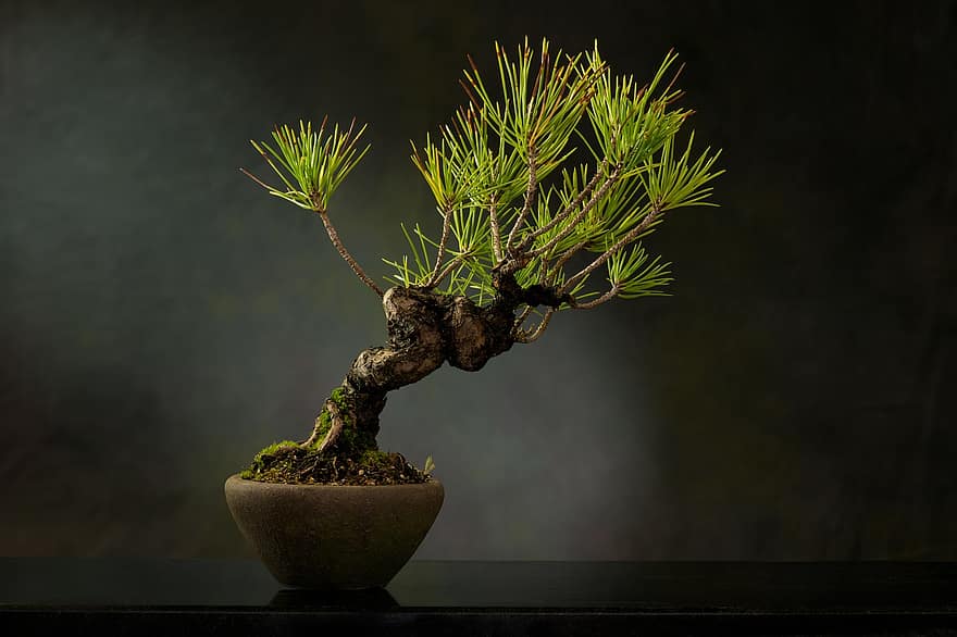 bonsai, rostlina, hrnec, strom, listy, bonsai strom