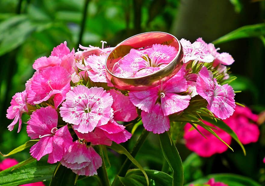 gożdzik, piedra, flor, anillo de bodas, naturaleza, de cerca, jardín, floreciente, primavera, planta, hermoso