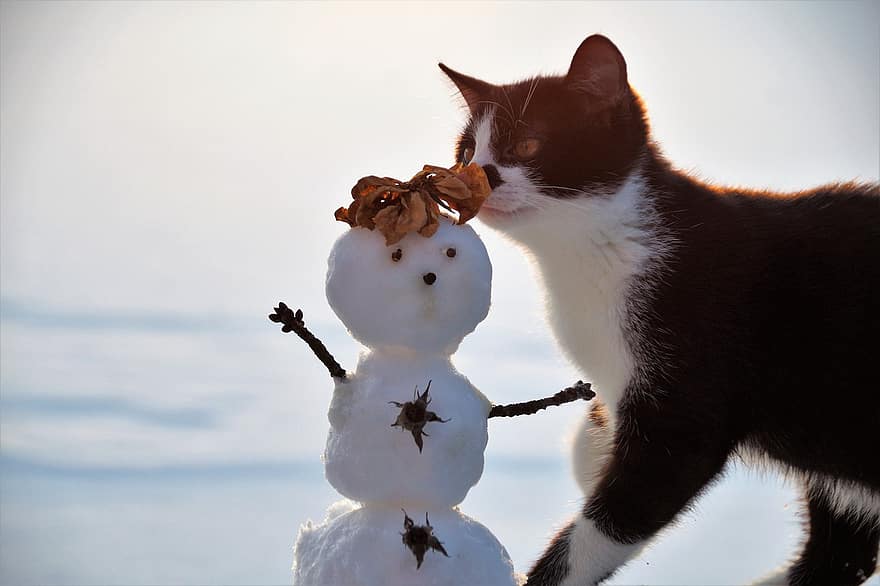 kedi, kedi yavrusu, kardan adam, Evcil Hayvan, genç kedi, hayvan, ev kedisi, memeli, Meraklı, sevimli, kar