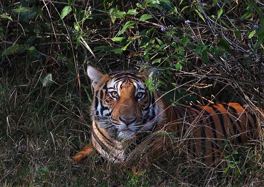 tigre, animal, zoo, grand chat, des rayures, félin, mammifère, herbe, la nature, faune, tigre du Bengale