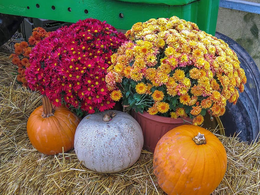 jesień, spadek, pora roku, Natura, dekoracje, kolorowy, kwiaty, mamusie, chryzantemy, dynie, tykwy