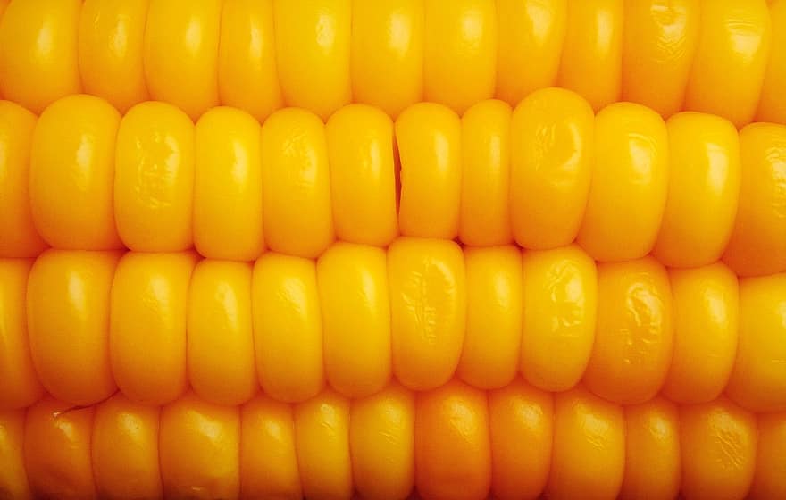 kukurydza, słodka kukurydza, kolba kukurydzy, ziarna kukurydzy, żółty, jedzenie, zbliżenie, warzywo, tła, świeżość, zdrowe odżywianie