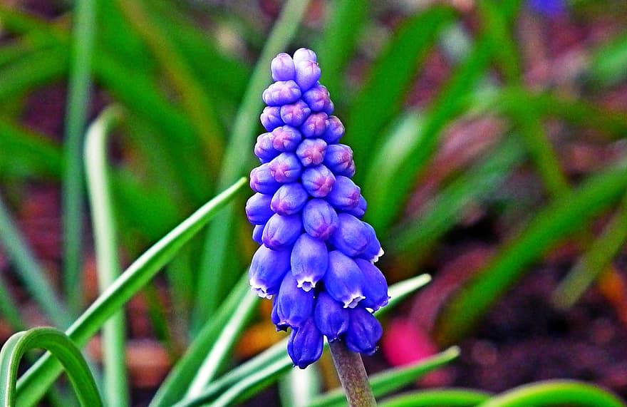 květiny, hroznový hyacint, květ, botanika, růst, rostlina, modrý, jaro, zahrada, detail, květu hlavy