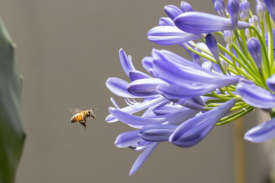 African Lily, Bee, Flower, Insect, Plant, Pollination, Petals, Bloom, Flora, Nature, close-up