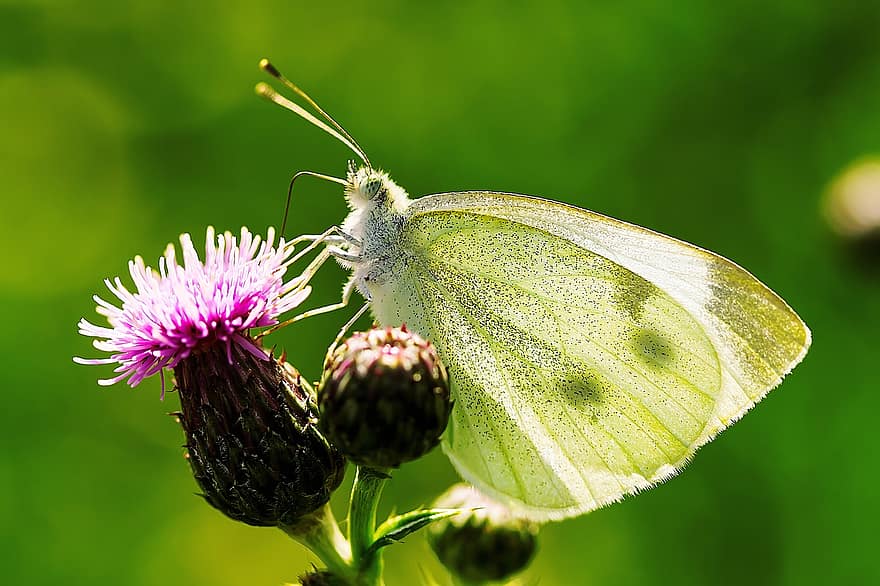 motýl, hmyz, letní, Příroda, křídlo, jaro, květ, makro, pár, živočišného světa, zblízka