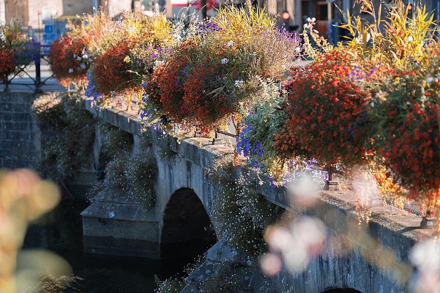 puente, flor, flores, naturaleza, al aire libre, agua, planta, multi color, hoja, verano, frescura