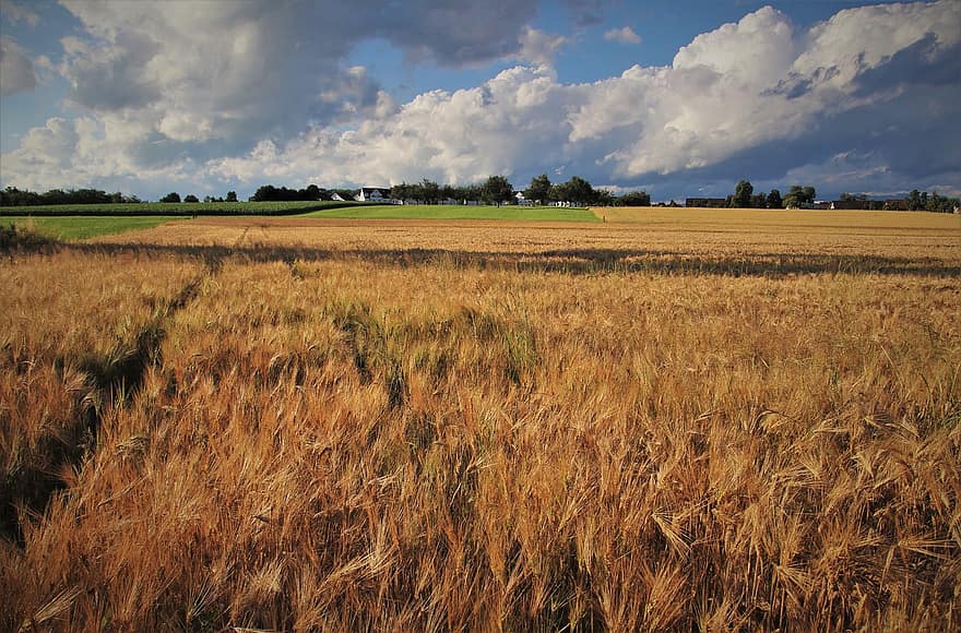 пшеница, лято, растат, царевица, вечерта, снимка, селото, поле пшеница, Жълто лято, селско стопанство, село
