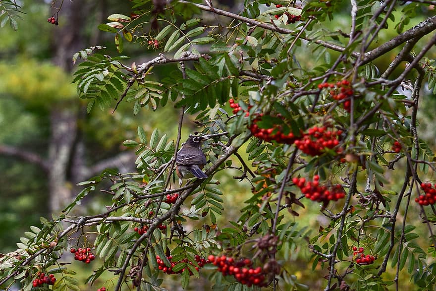 American Robin, Bird, Berries, American Mountain Ash, Animal, Wildlife, Foraging, Perched, Fruits, Branch, Tree