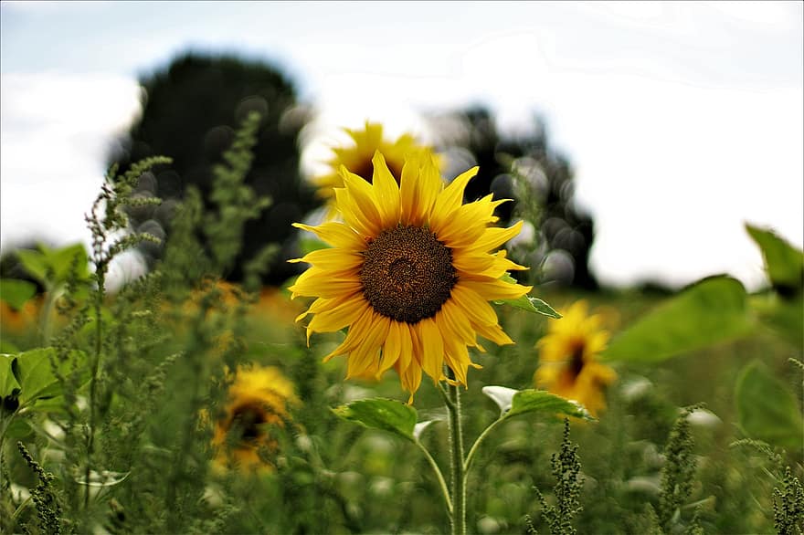 слънчоглед, лято, цветя, жълт, цвят, разцвет, природа, слънчева светлина, слънчогледово поле, наблизо, пружина