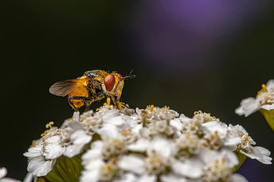 pollinering, blomfluga, blommor, pollinator, insekt, syrilflyga, hoverfly, syrphidae, blomma, natur