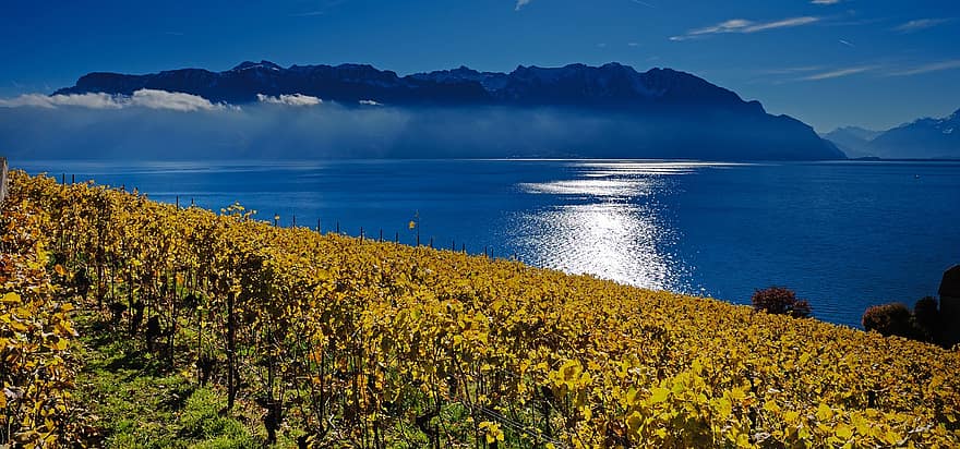 sjö, vingård, sjön Genève, bergen, natur, resa, utforskning, lantlig