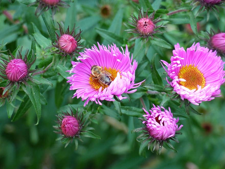 abelha, flores, ásteres, inseto, botões, plantar, jardim, natureza