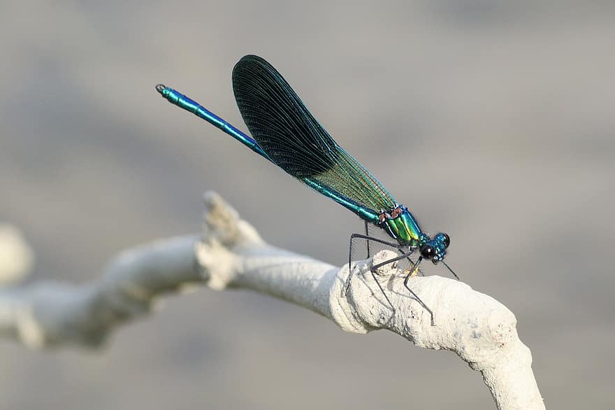 libélula, inseto, azul, natureza