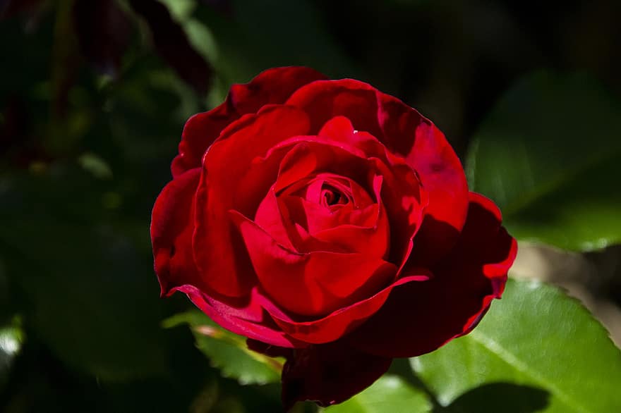 Rosa, flor, planta, Rosa roja, flor roja, pétalos, floración, hojas, naturaleza