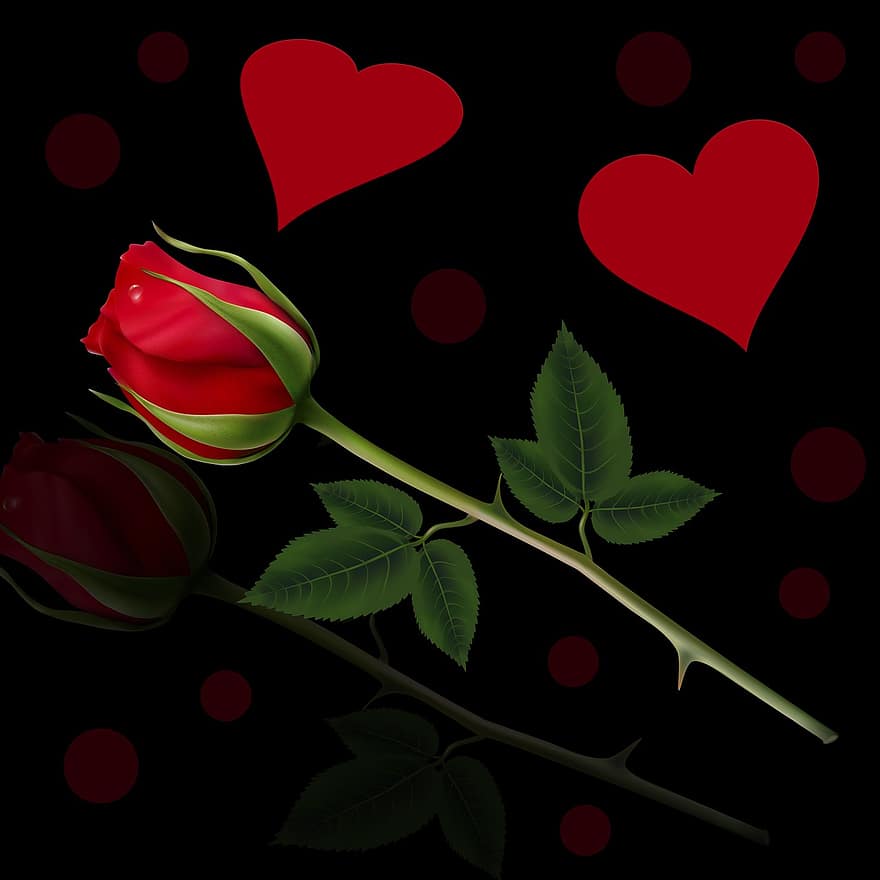 fona, sarkana roze, rosa, sirds, melns fons, pārdomas, sarkana sirds, zieds, ziedlapiņām