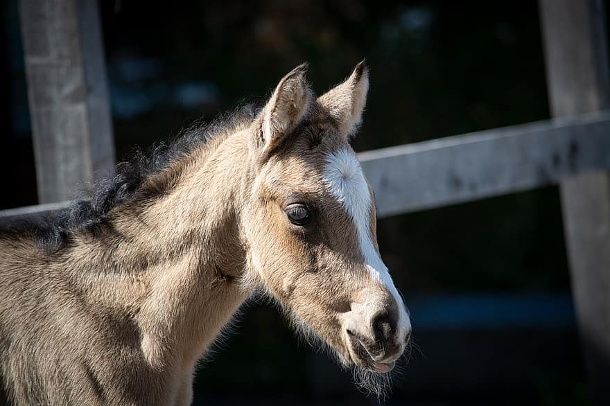 πουλάρι, άλογο, ζώο, πόνυ, φοραδίτσα, Horse Blaze, μωρό ζώο, νεαρό ζώο, νέο άλογο, θηλαστικό ζώο