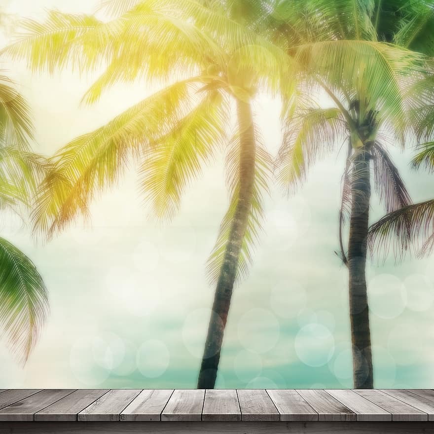дерево, пальмовые деревья, пляж, летом, тропический, на открытом воздухе, фон, листья, Пальма, тропический климат, фоны