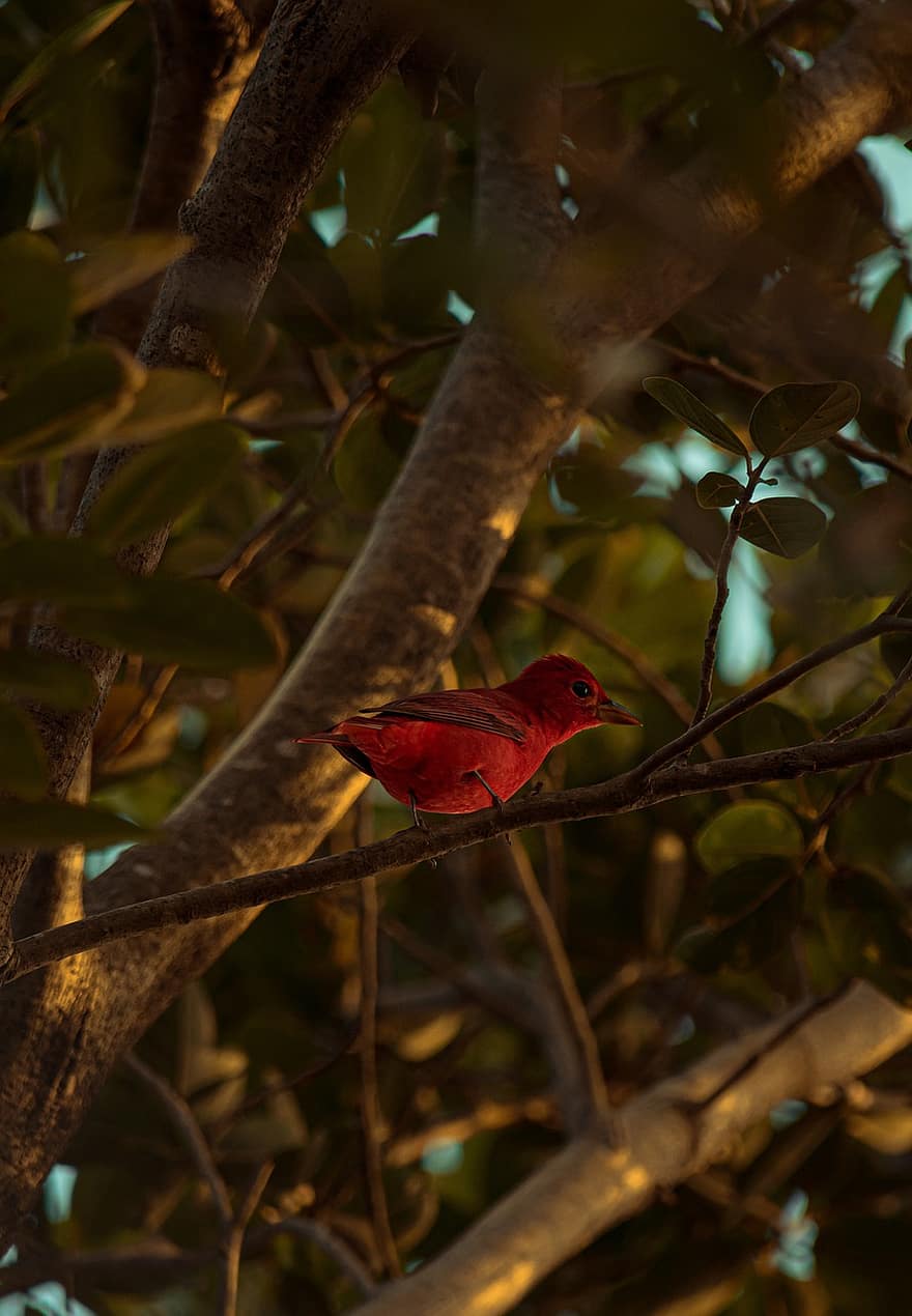 Cardinal, Bird, Branch, Perched, Animal, Wildlife, Feathers, Plumage, Tree, Nature