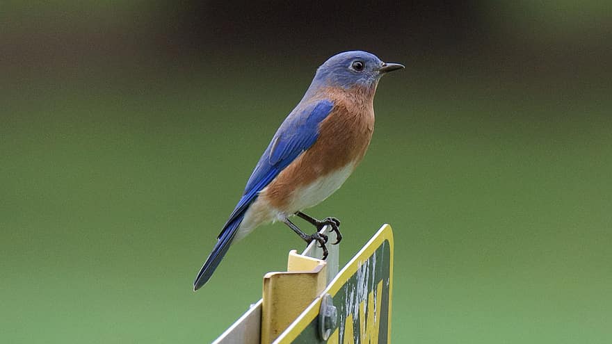 Bluebird, Bird, Perched Bird, Avian, Ornithology, Nature