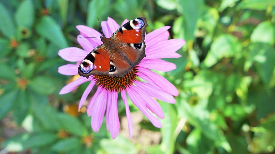 con công bướm, zinnia, thụ phấn, bươm bướm, côn trùng, bông hoa, Thiên nhiên