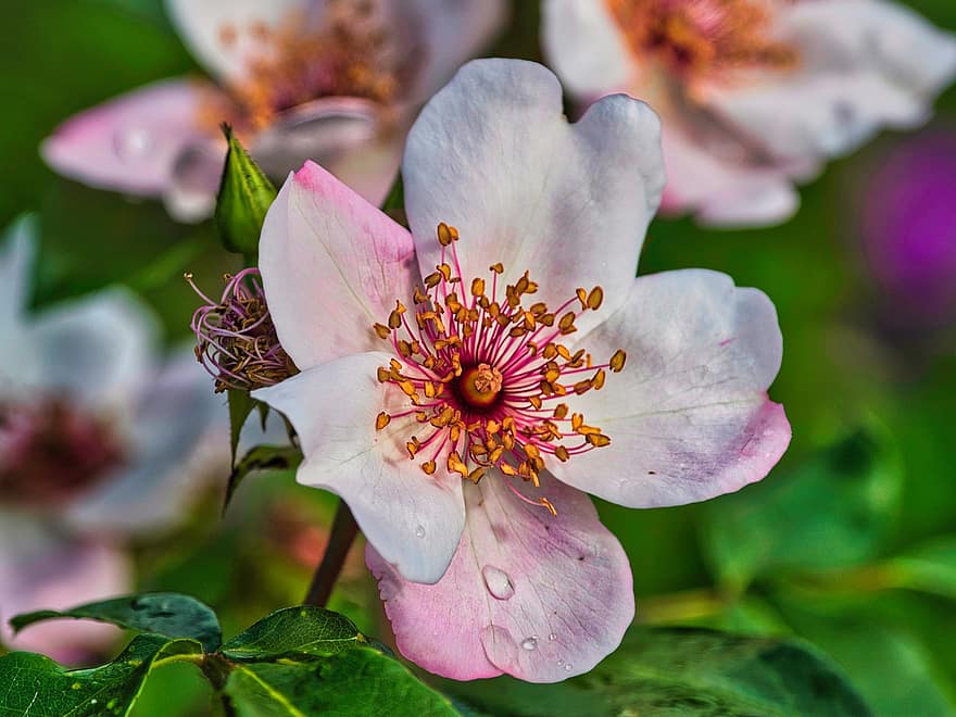 Dog Rose, Flower, Plant, Wild Rose, Blossom, Bloom, Pink Flower, Pollen, Leaves, Nature, close-up