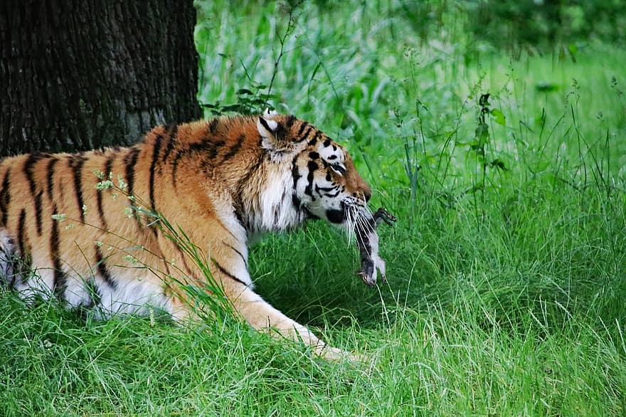 тигър, голяма котка, животно, дивата природа, месояден, опасност, хищник, див, ловец, природа, застрашените