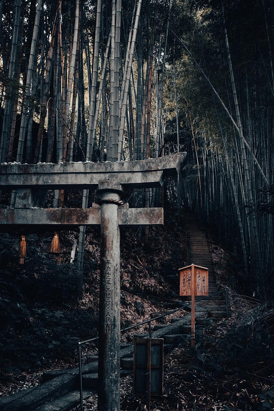 torii, kuil, hutan, tangga, kumamoto, Jepang, pohon, gelap, shinto, agama, budaya
