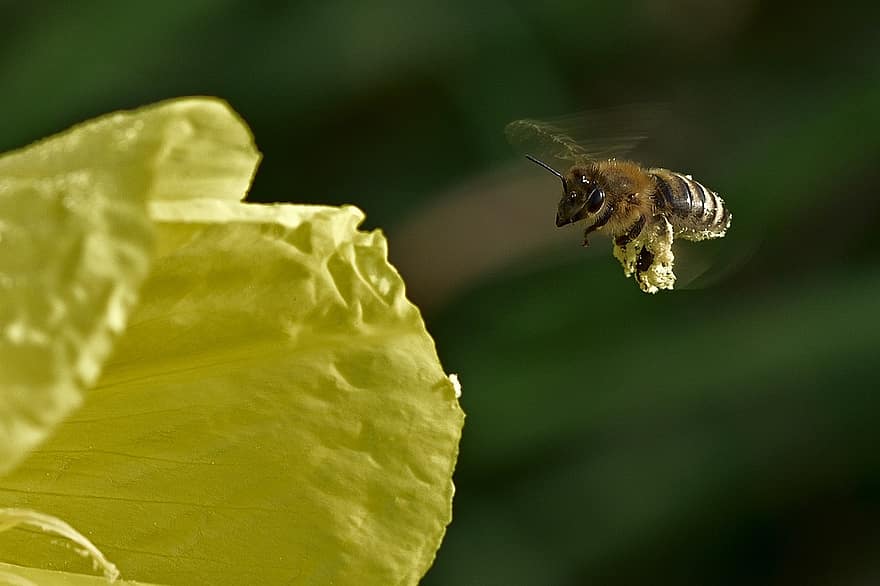 honningbie, blomstre, blomst, gul, flygning, insekt, pollen, nektar, natur, hage, nærbilde
