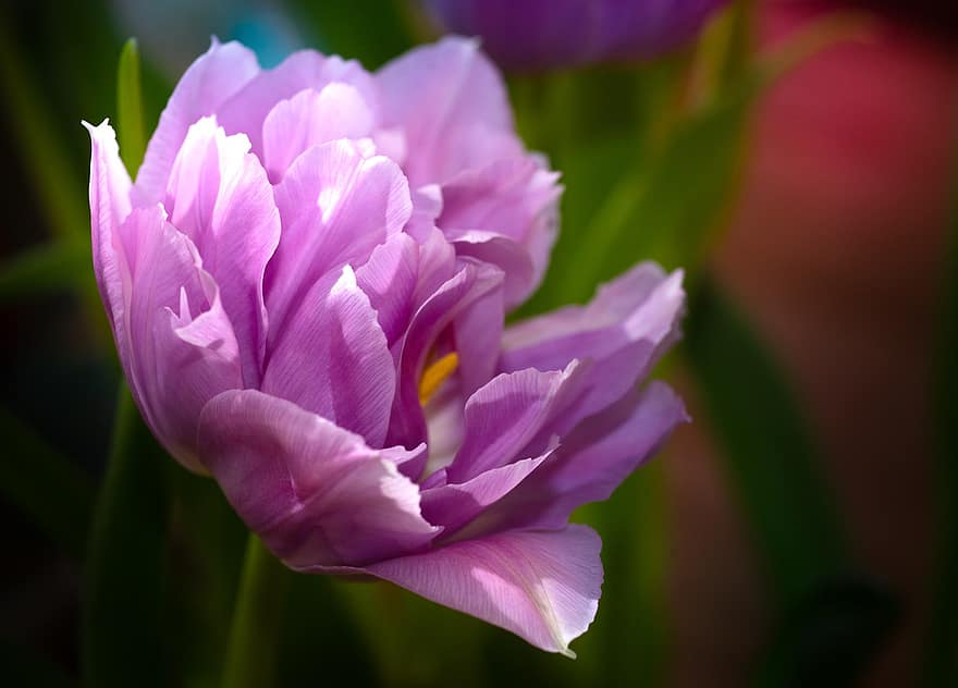 tulipe, fleur, plante, pétales, printemps, Floraison, flore, jardin, la nature, fermer, coloré