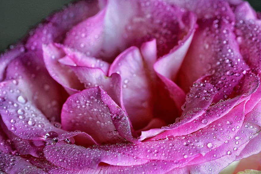rosa, flor, orvalho, molhado, gotas de orvalho, pingos de chuva, pétalas, plantar, rosa rosa, flores cor de rosa