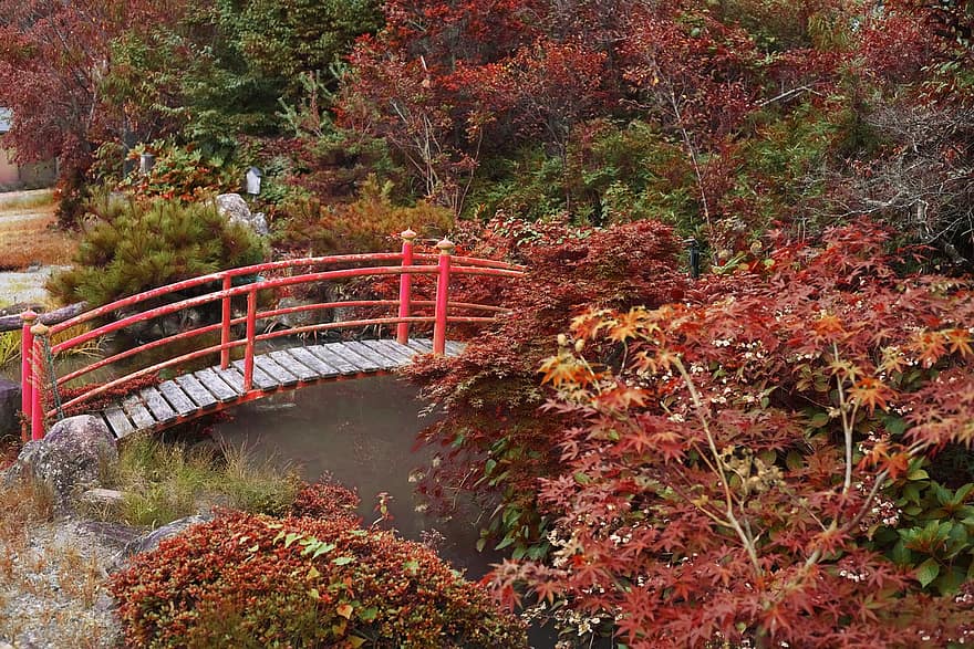 bro, blade, Skov, efterår, japan, blad, træ, sæson, landskab, gul, vand