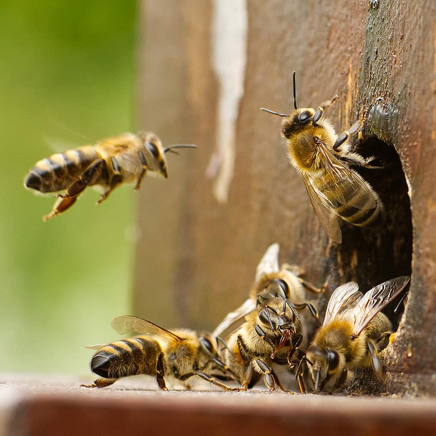 bijen, vliegend, honing, bijenkorf