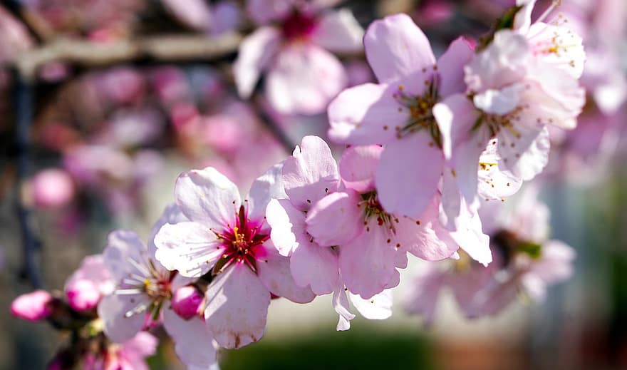 Almond Blossom, Almond Tree, Blossom, Bloom, Spring, Nature, Growth, close-up, flower, springtime, plant