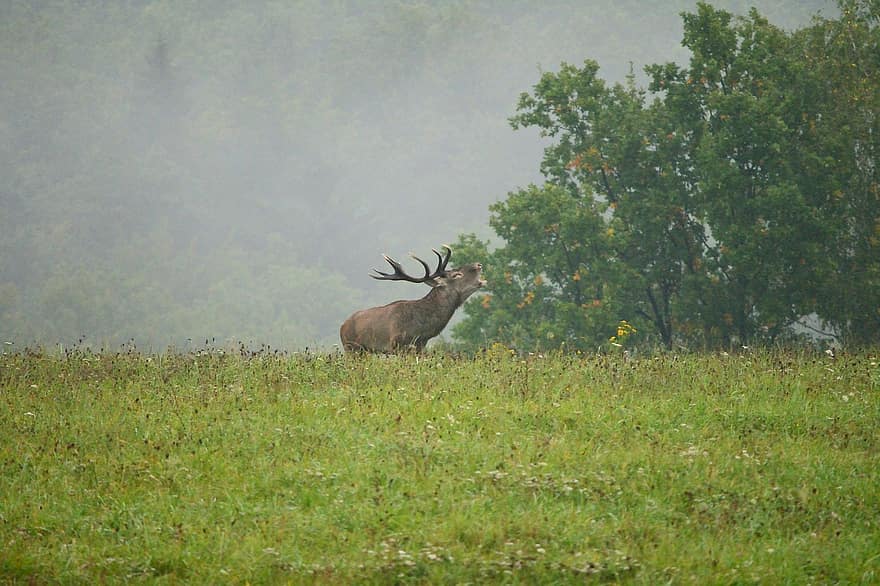 Deer, Animal, Nature, Wildlife, Mammal, Antlers, Fog, Mist, Field, Meadow, Forest