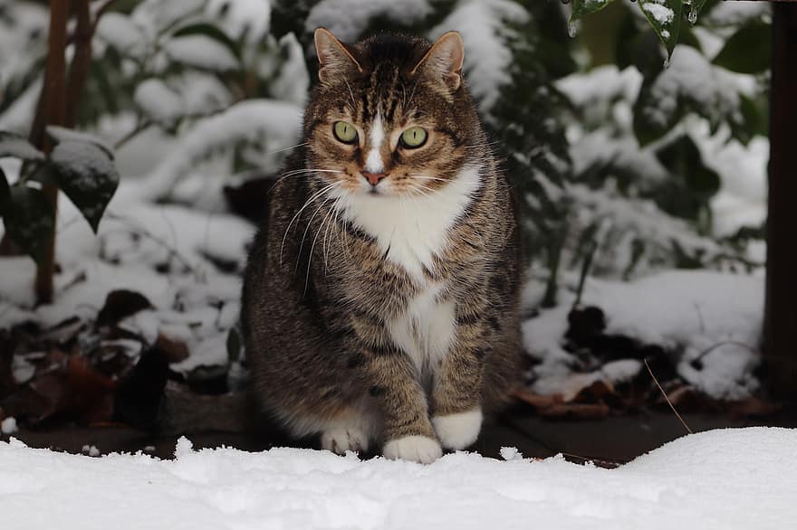 кошка, скумбрия, полосатый, снег, домашнее животное, животное, Домашняя кошка, млекопитающее, зима, в