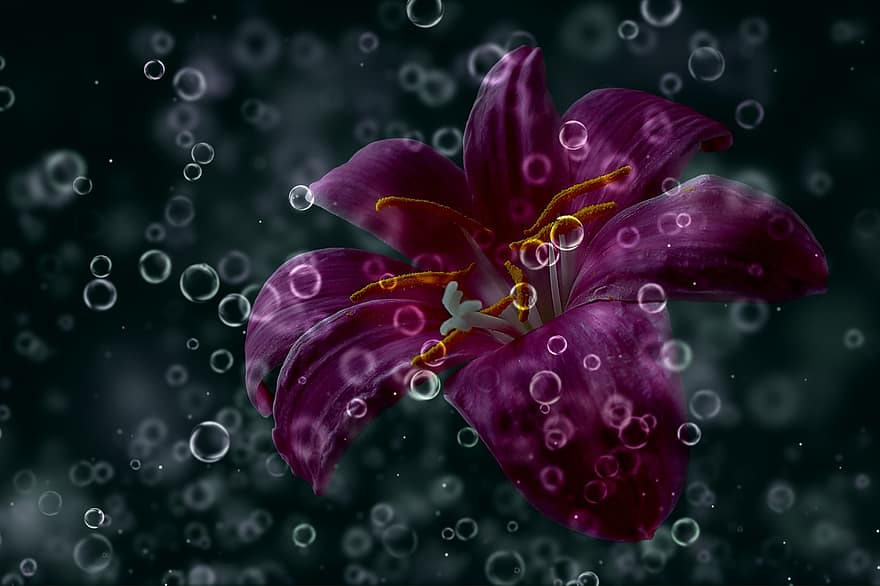 Taglilie, lila, Wassertropfen