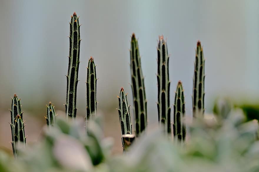 Cleinia, cactus, espines, planta, suculent, espinós, flora, naturalesa, color verd, primer pla, full