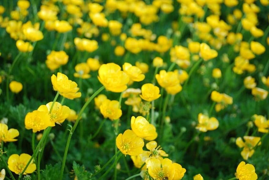 квітка жовтець, маслюки, квіти, весна, цвітіння, природи, жовтий, флора, Рослина, пелюстки, ботанічний