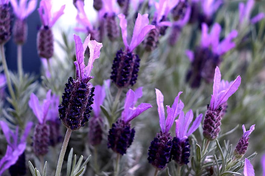 lavender, bunga-bunga, tanaman, kelopak, bunga ungu, berkembang, musim semi, flora, taman, alam