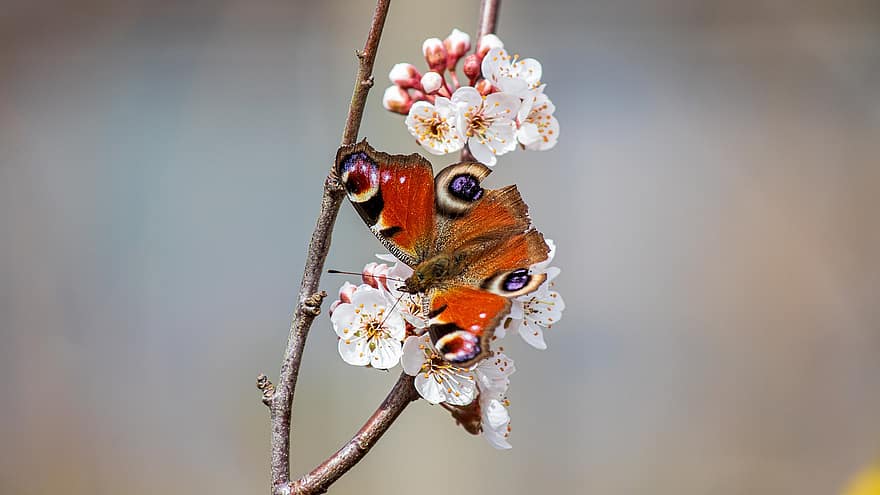 böcek, kelebek, tavus kuşu kelebek, çiçek, entomoloji, tozlaşma, yaprakları, makro, Çiçek açmak, kapatmak, bahar