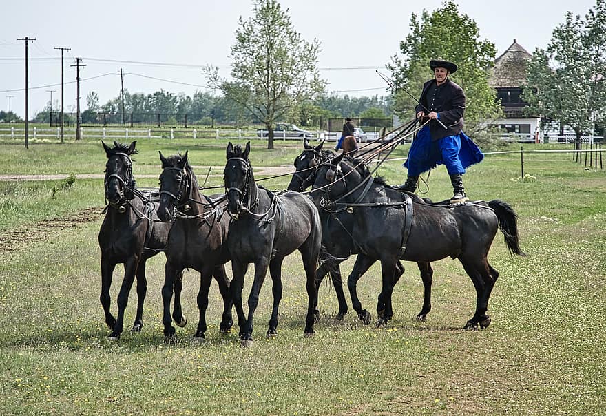 les chevaux, à cheval, équitation, cavalier, hongrois, cheval, ferme, scène rurale, herbe, étalon, sport
