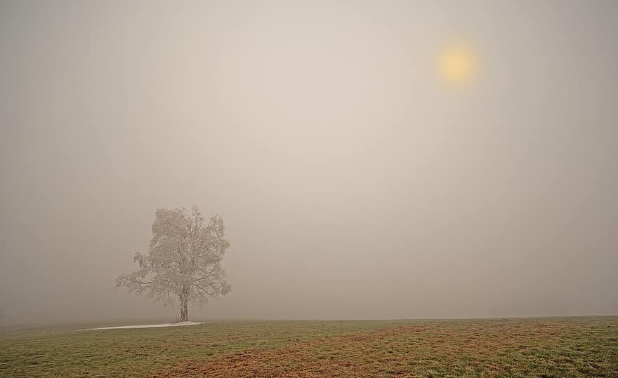 дърво, мъгла, поле, едно дърво, ливада, мъгливо, скреж, зима, снежно, пейзаж, природа