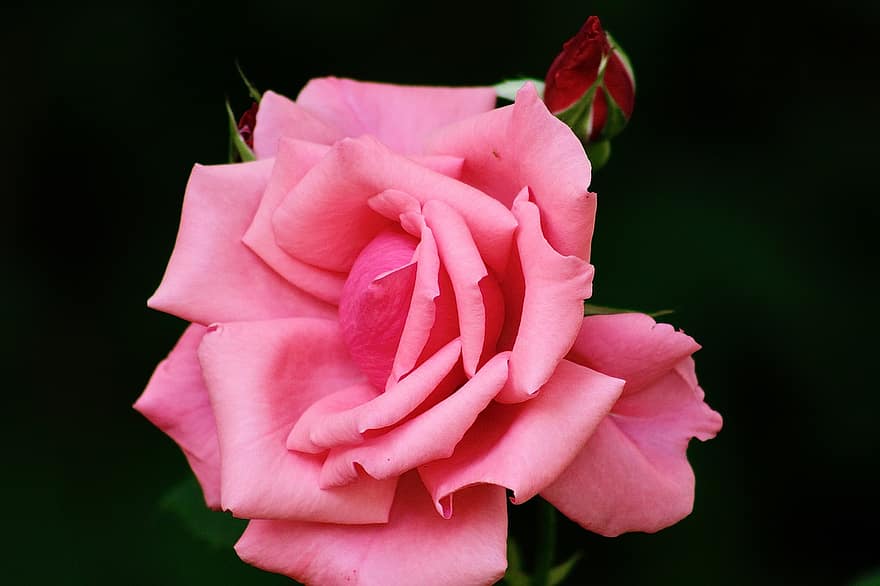 цвете, розова роза, роза, разцвет, цвят, листенца, макро, природа, едър план, венчелистче, растение