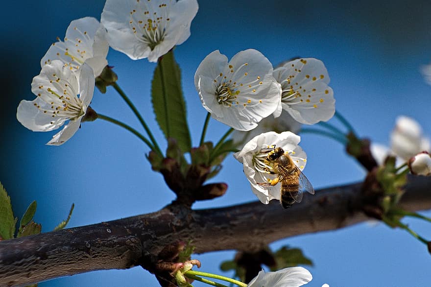 Цветение вишни, пчела, белые цветы, цветущая вишня, макрос, насекомое, опыление, весна, цветок, крупный план, ветка