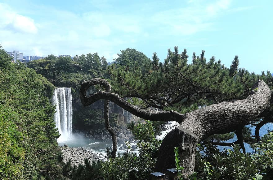 океану, водоспад, природи, декорації, корея, острів Чеджу, Водоспад Чонбанг, подорожі, туризм, дерево, ліс